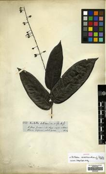Type specimen at Edinburgh (E). Spruce, Richard: 3533. Barcode: E00326638.