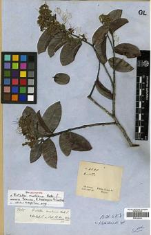 Type specimen at Edinburgh (E). Gardner, George: 4540. Barcode: E00326639.