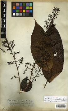 Type specimen at Edinburgh (E). Spruce, Richard: 3095. Barcode: E00326640.
