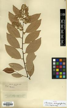 Type specimen at Edinburgh (E). Smith, Herbert: 1775. Barcode: E00326641.