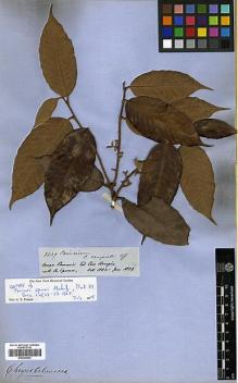 Type specimen at Edinburgh (E). Spruce, Richard: 2539. Barcode: E00326643.