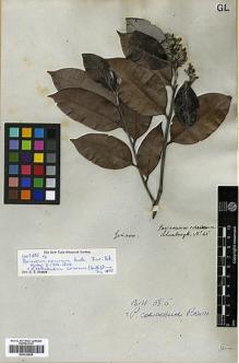 Type specimen at Edinburgh (E). Schomburgk, Robert: 65. Barcode: E00326645.