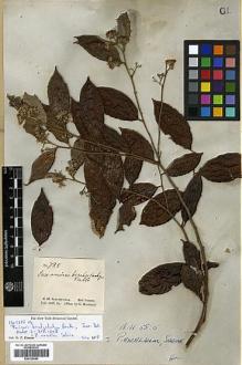 Type specimen at Edinburgh (E). Schomburgk, Robert: 785. Barcode: E00326646.