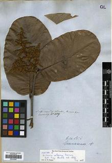 Type specimen at Edinburgh (E). Cuming, Hugh: 1109. Barcode: E00326648.