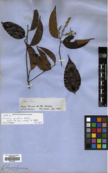Type specimen at Edinburgh (E). Spruce, Richard: 2422. Barcode: E00326649.