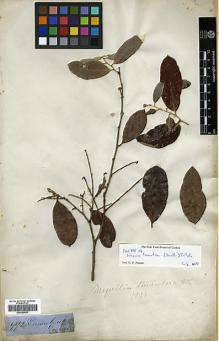 Type specimen at Edinburgh (E). Gardner, George: 992. Barcode: E00326651.