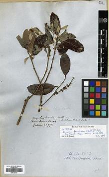 Type specimen at Edinburgh (E). Gardner, George: 992. Barcode: E00326652.