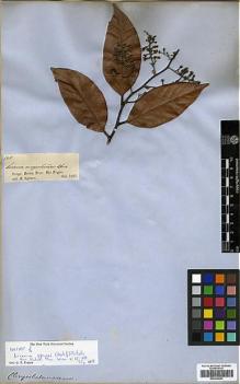 Type specimen at Edinburgh (E). Spruce, Richard: 1801. Barcode: E00326653.