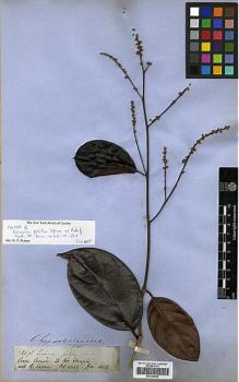 Type specimen at Edinburgh (E). Spruce, Richard: 2676. Barcode: E00326655.