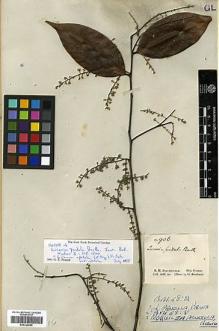 Type specimen at Edinburgh (E). Schomburgk, Robert: 906. Barcode: E00326656.