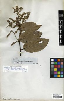 Type specimen at Edinburgh (E). Spruce, Richard: 3232. Barcode: E00326659.