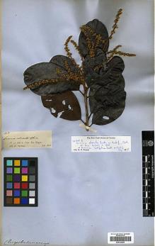 Type specimen at Edinburgh (E). Spruce, Richard: 1569. Barcode: E00326660.