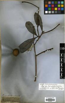 Type specimen at Edinburgh (E). Spruce, Richard: 2197. Barcode: E00326662.