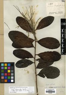 Type specimen at Edinburgh (E). Schomburgk, Robert: 873. Barcode: E00326663.