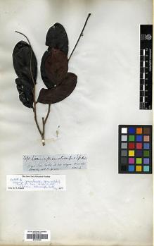 Type specimen at Edinburgh (E). Spruce, Richard: 3490. Barcode: E00326664.