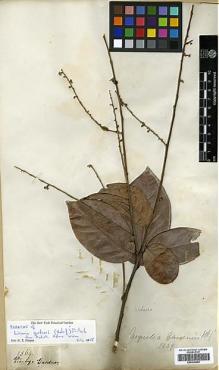 Type specimen at Edinburgh (E). Gardner, George: 2564. Barcode: E00326665.