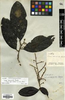 Type specimen at Edinburgh (E). Schomburgk, Robert: 463. Barcode: E00326667.