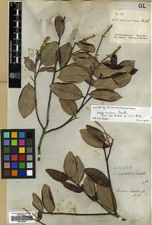 Type specimen at Edinburgh (E). Schomburgk, Robert: 50. Barcode: E00326669.