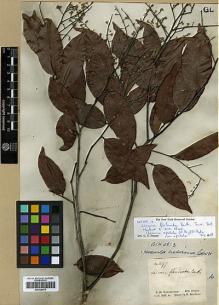 Type specimen at Edinburgh (E). Schomburgk, Robert: 897. Barcode: E00326670.