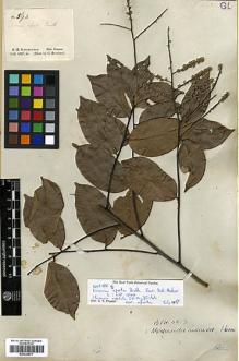 Type specimen at Edinburgh (E). Schomburgk, Robert: 593. Barcode: E00326671.