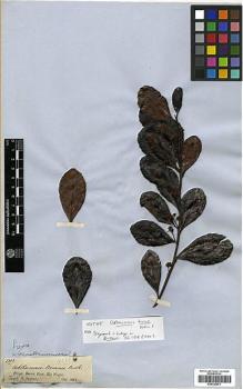 Type specimen at Edinburgh (E). Spruce, Richard: 1002. Barcode: E00326673.