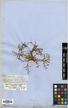 Type specimen at Edinburgh (E). Spruce, Richard: 2749. Barcode: E00326674.