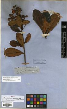 Type specimen at Edinburgh (E). Spruce, Richard: 4809. Barcode: E00326680.