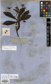 Type specimen at Edinburgh (E). Spruce, Richard: 4239. Barcode: E00326681.
