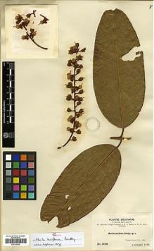 Type specimen at Edinburgh (E). Bang, Miguel: 1648. Barcode: E00326682.