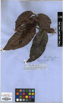 Type specimen at Edinburgh (E). Spruce, Richard: 4332. Barcode: E00326683.