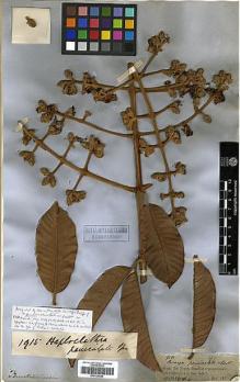 Type specimen at Edinburgh (E). Spruce, Richard: 1915. Barcode: E00326684.