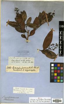 Type specimen at Edinburgh (E). Spruce, Richard: 2580. Barcode: E00326686.