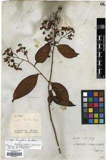 Type specimen at Edinburgh (E). Schomburgk, Robert: 583. Barcode: E00326687.
