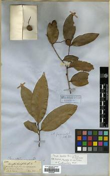 Type specimen at Edinburgh (E). Spruce, Richard: 2106. Barcode: E00326688.