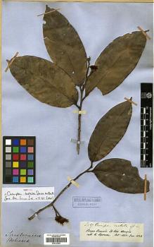 Type specimen at Edinburgh (E). Spruce, Richard: 2587. Barcode: E00326689.