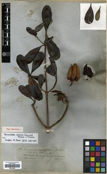 Type specimen at Edinburgh (E). Spruce, Richard: 3350. Barcode: E00326690.