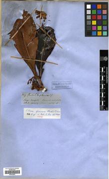 Type specimen at Edinburgh (E). Spruce, Richard: 4197. Barcode: E00326691.