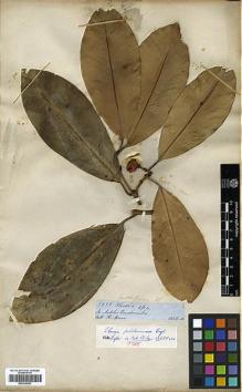 Type specimen at Edinburgh (E). Spruce, Richard: 5121. Barcode: E00326693.