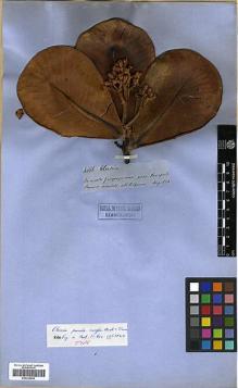 Type specimen at Edinburgh (E). Spruce, Richard: 4886. Barcode: E00326694.