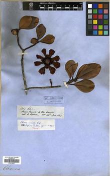 Type specimen at Edinburgh (E). Spruce, Richard: 2414. Barcode: E00326695.