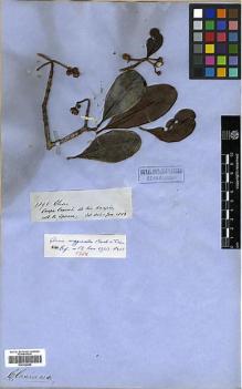 Type specimen at Edinburgh (E). Spruce, Richard: 2895. Barcode: E00326696.