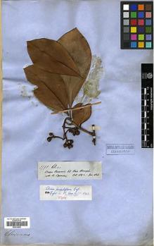 Type specimen at Edinburgh (E). Spruce, Richard: 2792. Barcode: E00326698.