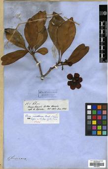 Type specimen at Edinburgh (E). Spruce, Richard: 2511. Barcode: E00326699.