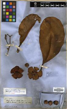 Type specimen at Edinburgh (E). Spruce, Richard: 2577. Barcode: E00326700.