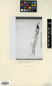 Type specimen at Edinburgh (E). Lipsky, W: . Barcode: E00326714.