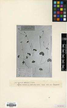 Type specimen at Edinburgh (E). Busch, Nicolai: . Barcode: E00326722.