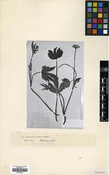 Type specimen at Edinburgh (E). von Radde, Gustav: 199. Barcode: E00326725.