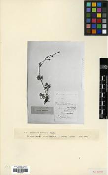 Type specimen at Edinburgh (E). von Radde, Gustav: 104. Barcode: E00326728.