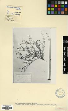 Type specimen at Edinburgh (E). Kemularia-Nathadze, L.M.: . Barcode: E00326730.
