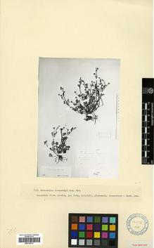 Type specimen at Edinburgh (E). Alexeenko, F: 5428. Barcode: E00326731.